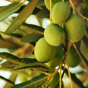 Green olive puree